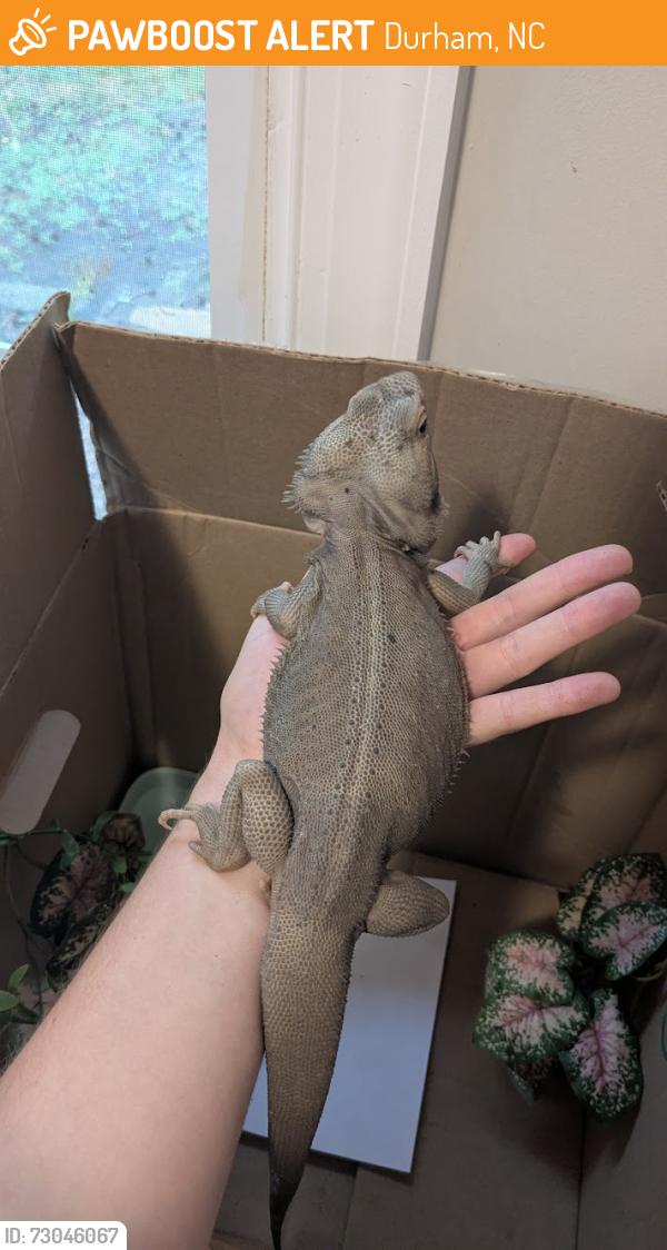 Found/Stray Female Reptile last seen N Queen St & Canal St, Durham, NC 27701