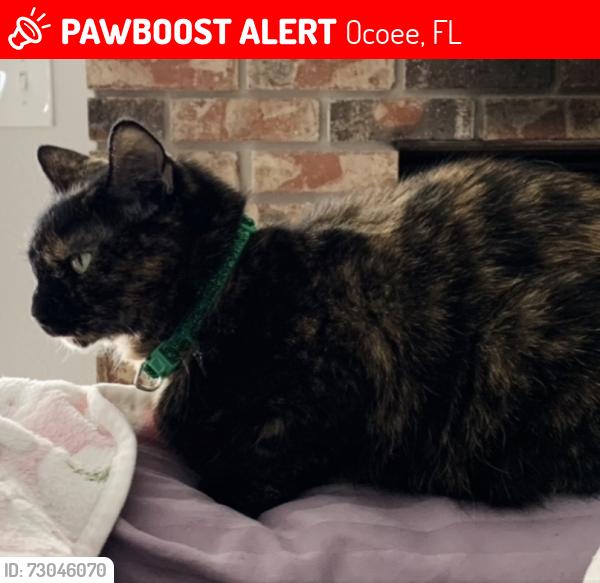 Lost Female Cat last seen Red Dandy, Ocoee, FL 34761