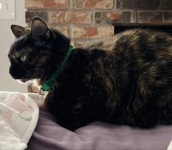 Lost Female Cat last seen Red Dandy, Ocoee, FL 34761