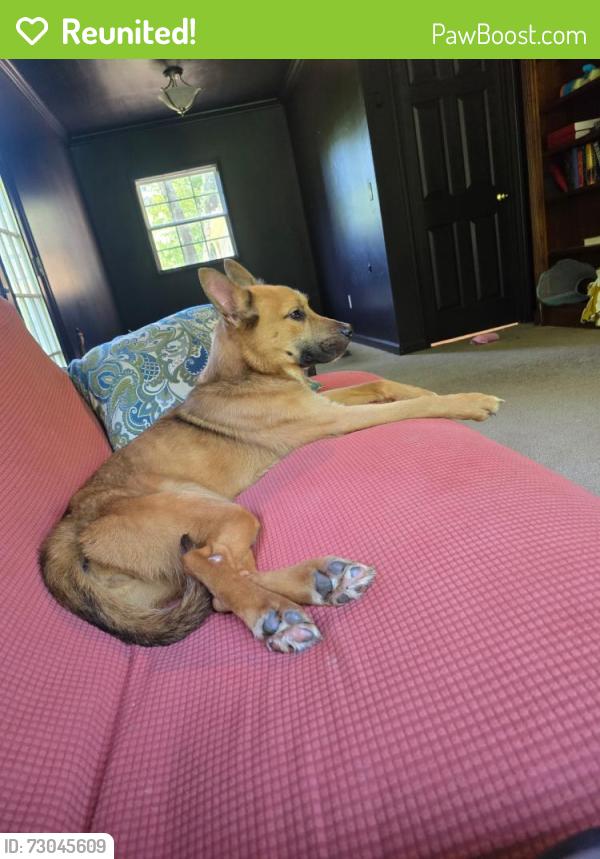Reunited Female Dog last seen Blackjack rd, Flowery Branch, GA 30542