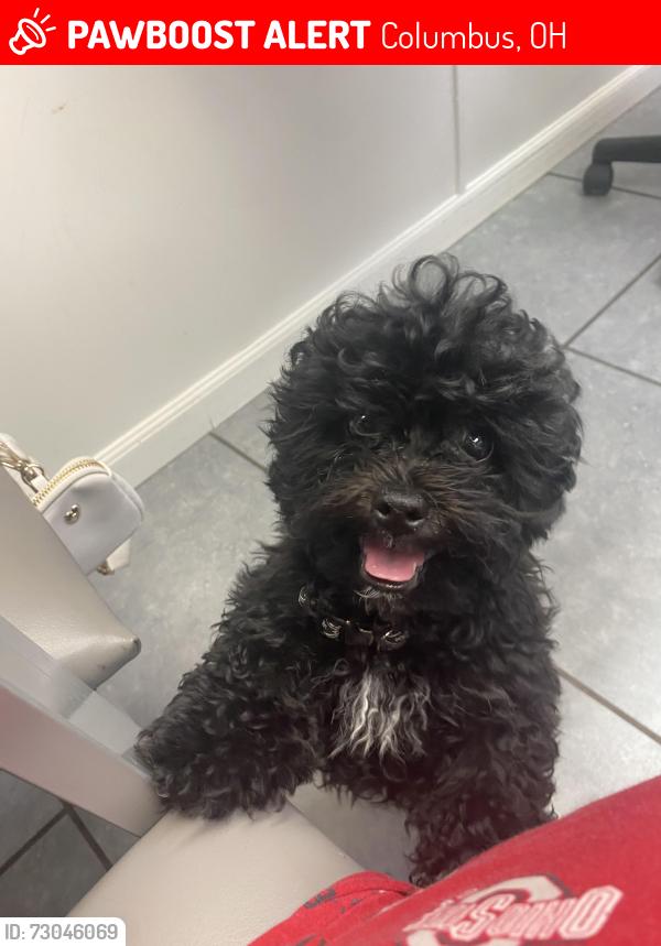 Lost Male Dog last seen Near Fornof Rd Columbus, OH  43207 United States, Columbus, OH 43207