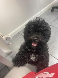 Lost Male Dog last seen Near Fornof Rd Columbus, OH  43207 United States, Columbus, OH 43207