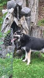 Lost Male Dog last seen Chatham Place Hobart By Pamperin Park, Hobart, WI 54313