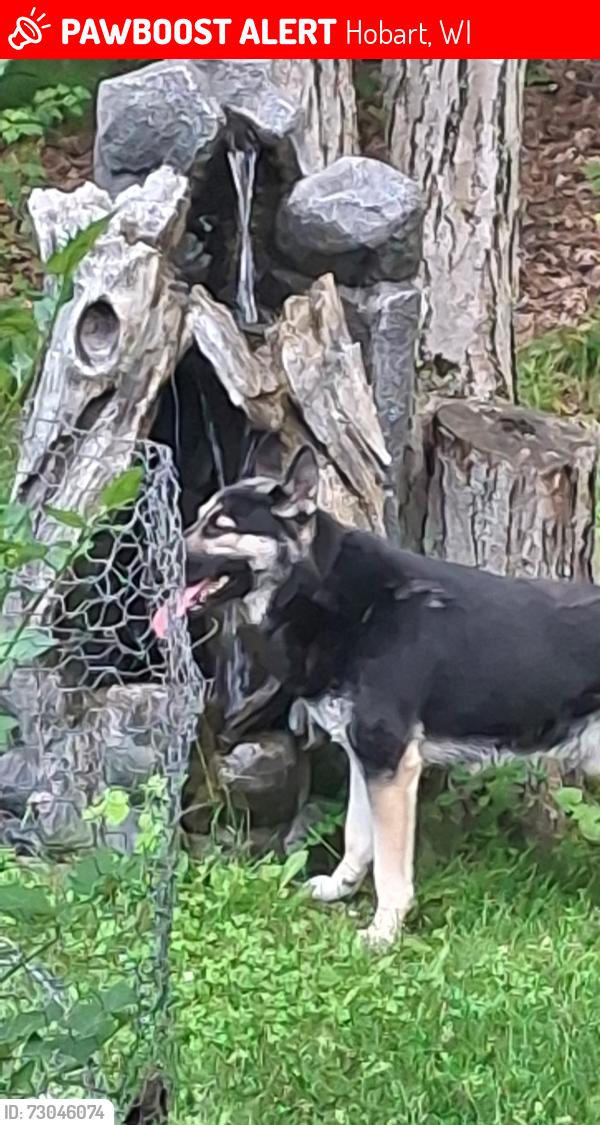 Lost Male Dog last seen Chatham Place Hobart By Pamperin Park, Hobart, WI 54313