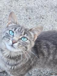 Lost Female Cat last seen Between Fenton rd and Van slyke rd, Flint, MI 48507