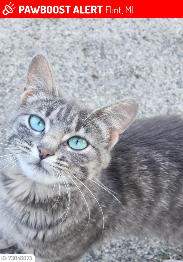 Lost Female Cat last seen Between Fenton rd and Van slyke rd, Flint, MI 48507