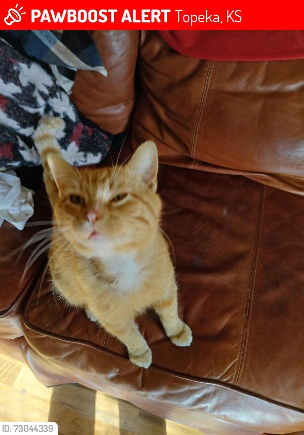 Lost Male Cat last seen Quinton heights area, Topeka, KS 66611