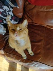 Lost Male Cat last seen Quinton heights area, Topeka, KS 66611