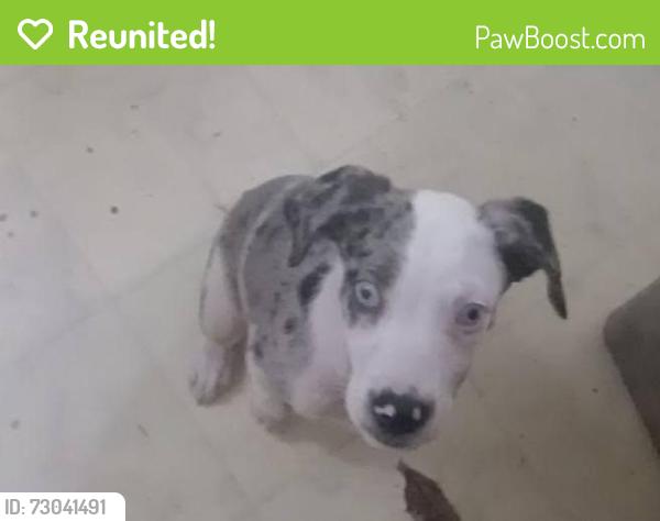 Reunited Male Dog last seen Inglis food ranch, Inglis, FL 34449