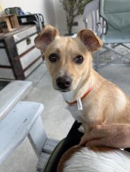 Found/Stray Male Dog last seen Sueno Dr, San Jose, CA 95148