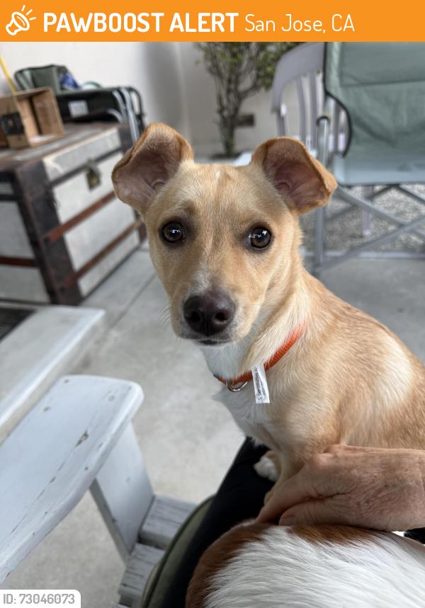 Found/Stray Male Dog last seen Sueno Dr, San Jose, CA 95148