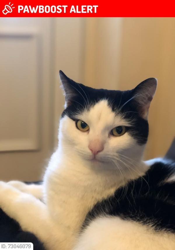 Lost Male Cat last seen Pentregwyddel terrace, llysfaen, Llysfaen, Wales LL29 8FB
