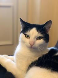 Lost Male Cat last seen Pentregwyddel terrace, llysfaen, Llysfaen, Wales LL29 8FB