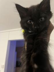 Lost Male Cat last seen Victoria road B65HW, Aston, England B6 5HW