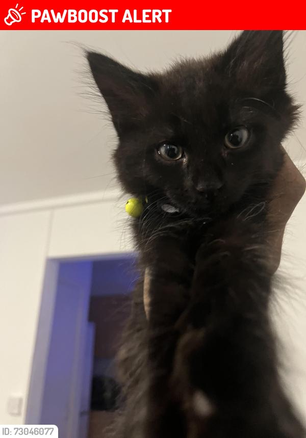 Lost Male Cat last seen Victoria road B65HW, Aston, England B6 5HW
