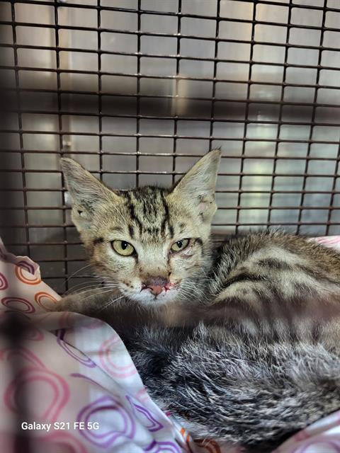 Shelter Stray Male Cat last seen RITTIMAN, 4710 TX-151, San Antonio, TX 78227, USA