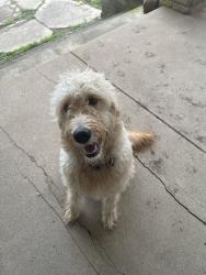 Found/Stray Unknown Dog last seen Mcdill, Liberty, IN 47353