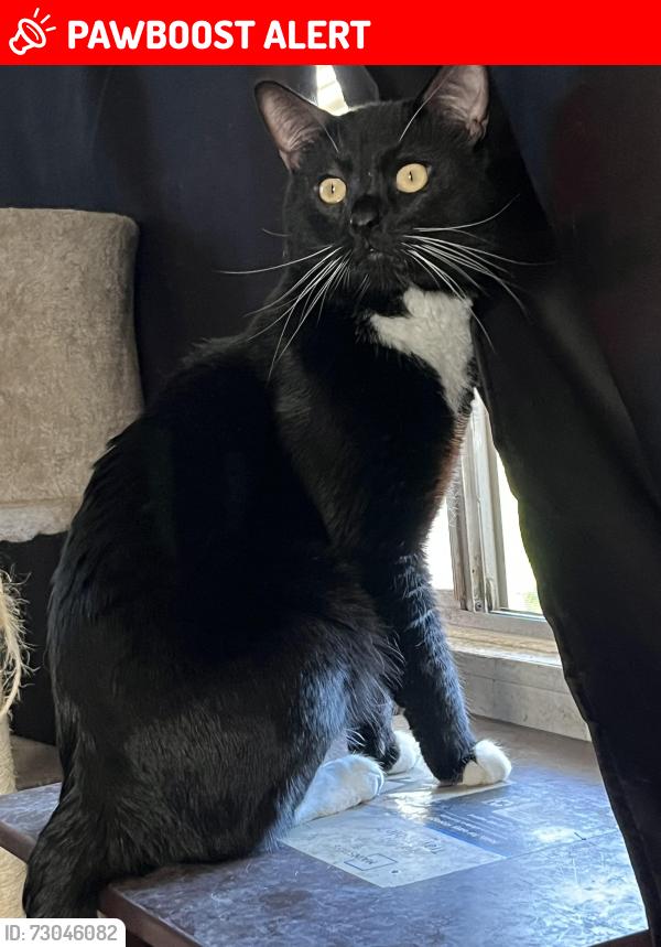 Lost Male Cat last seen Superstition and Ocotillo, Apache Junction, AZ 85120