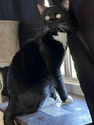 Lost Male Cat last seen Superstition and Ocotillo, Apache Junction, AZ 85120