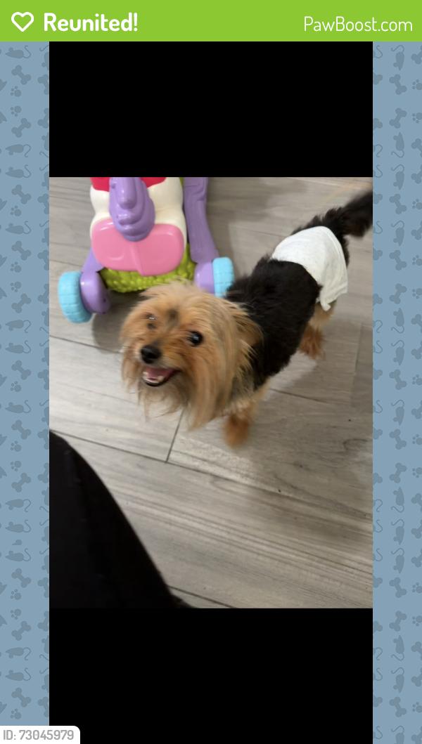 Reunited Male Dog last seen lilac dr , DeBary, FL 32713