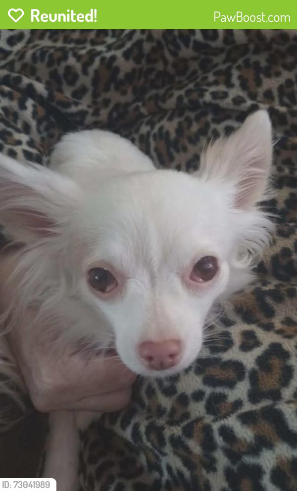 Reunited Female Dog last seen Maple and Broadway, Spokane, WA 99201