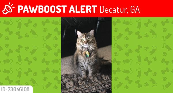 Lost Female Cat last seen Twin Oaks Drive Near Craigie Ave, Decatur, GA 30030