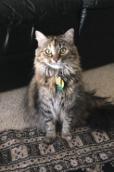 Lost Female Cat last seen Twin Oaks Drive Near Craigie Ave, Decatur, GA 30030