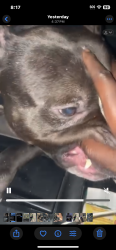 Lost Male Dog last seen Brentwood & green st, High Point, NC 27260