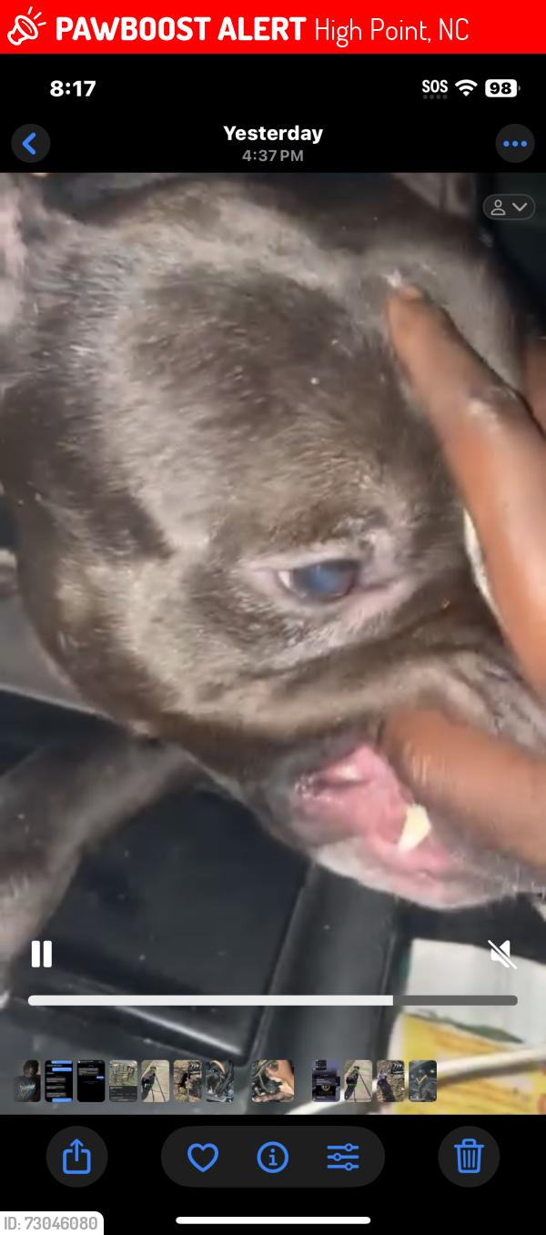 Lost Male Dog last seen Brentwood & green st, High Point, NC 27260