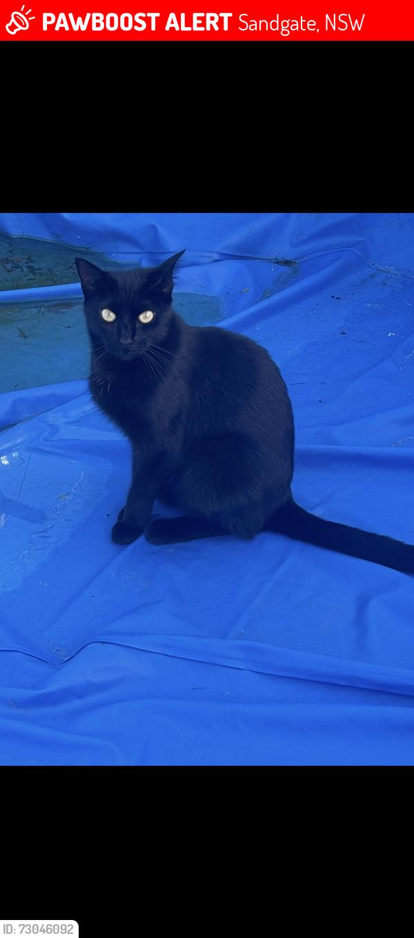 Lost Female Cat last seen Sandgate cemetery/ Maitland road, Sandgate, NSW 2304