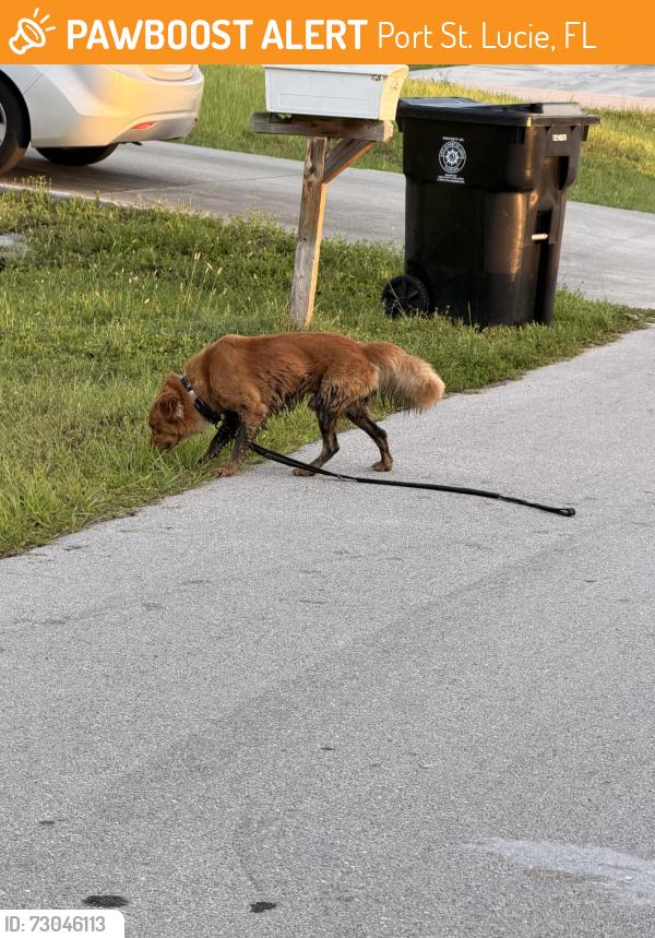 Found/Stray Unknown Dog last seen Savona, Port St. Lucie, FL 34953
