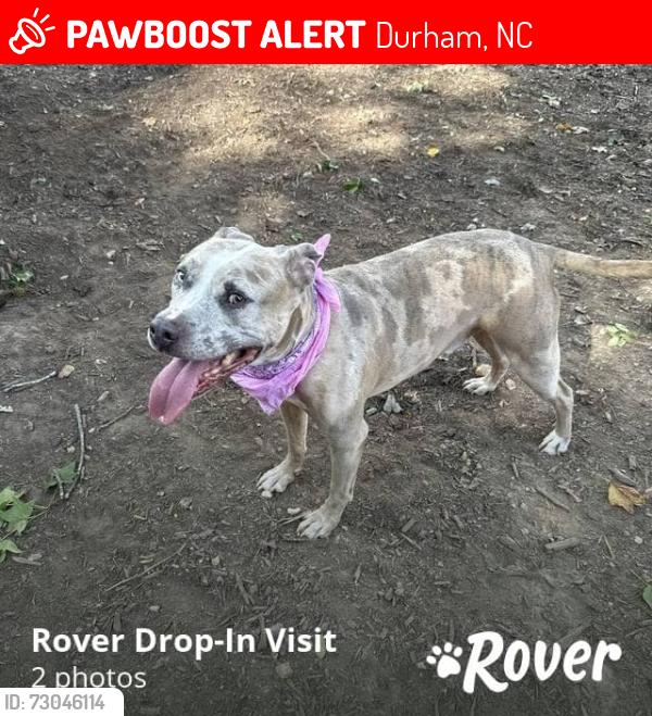 Lost Male Dog last seen Old Chapel Hill Rd and Winding wsy, Durham, NC 27707