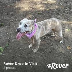 Lost Male Dog last seen Old Chapel Hill Rd and Winding wsy, Durham, NC 27707