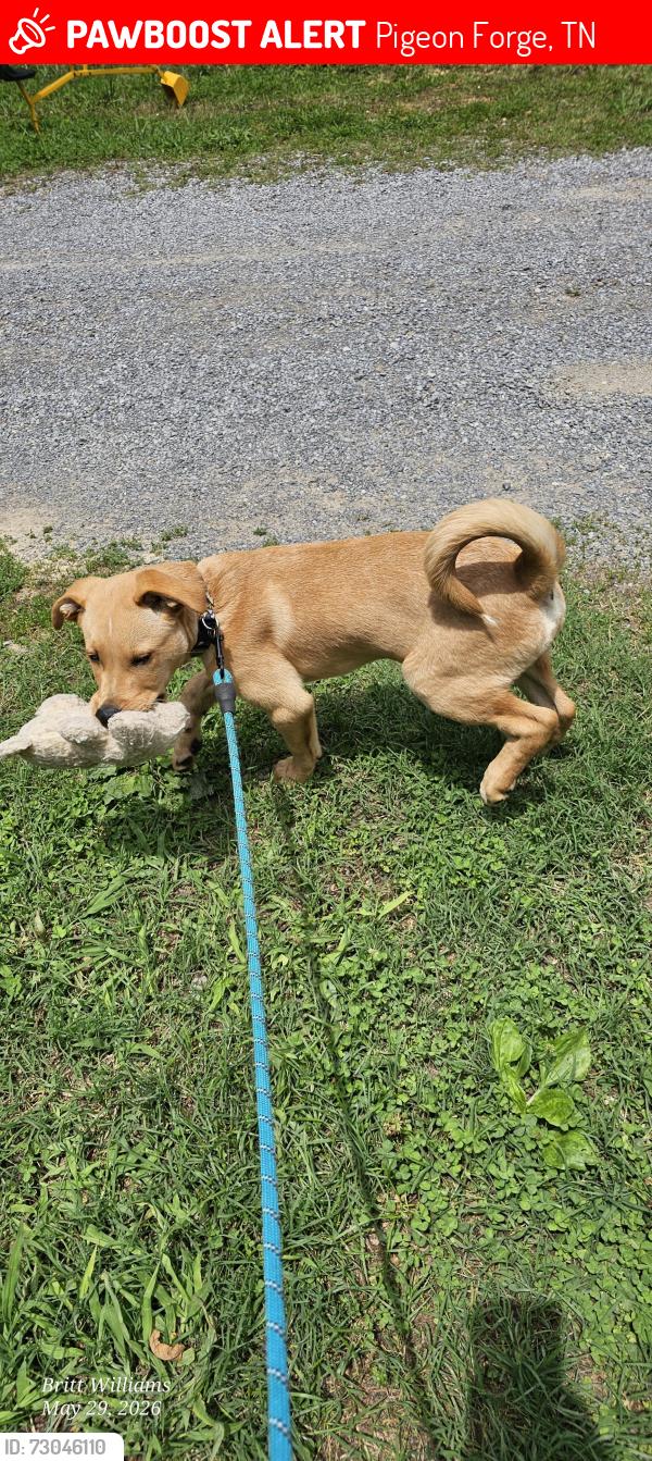 Lost Male Dog last seen Ridge Road @ Cherry Ridge Way @ Highland Park Drive, Pigeon Forge, TN 37863