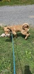 Lost Male Dog last seen Ridge Road @ Cherry Ridge Way @ Highland Park Drive, Pigeon Forge, TN 37863