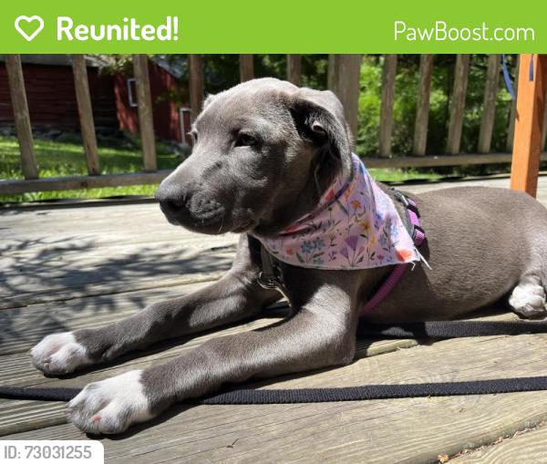 Reunited Female Dog last seen Reynolds’s rd and NY 212, Shady, NY 12409