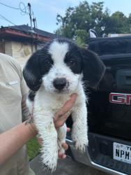 Found/Stray Male Dog last seen Ave A, South Houston, TX 77587