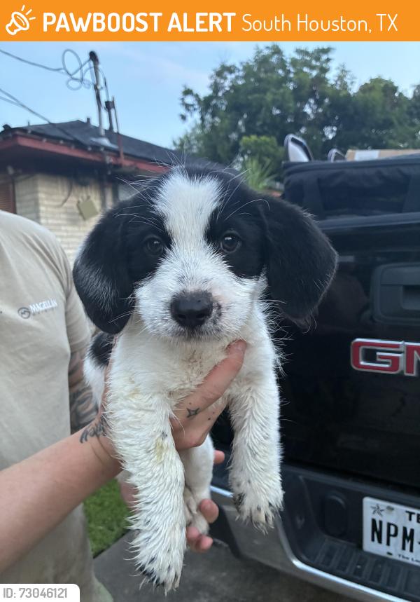 Found/Stray Male Dog last seen Ave A, South Houston, TX 77587