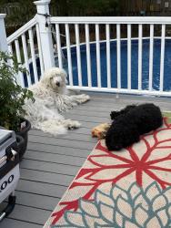 Reunited Female Dog last seen Near and montgomery road, Aurora, IL 60504