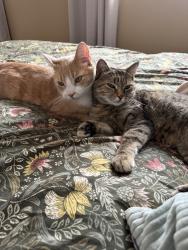 Reunited Male Cat last seen Bluebird Crescent, Sherwood Park, AB T8A