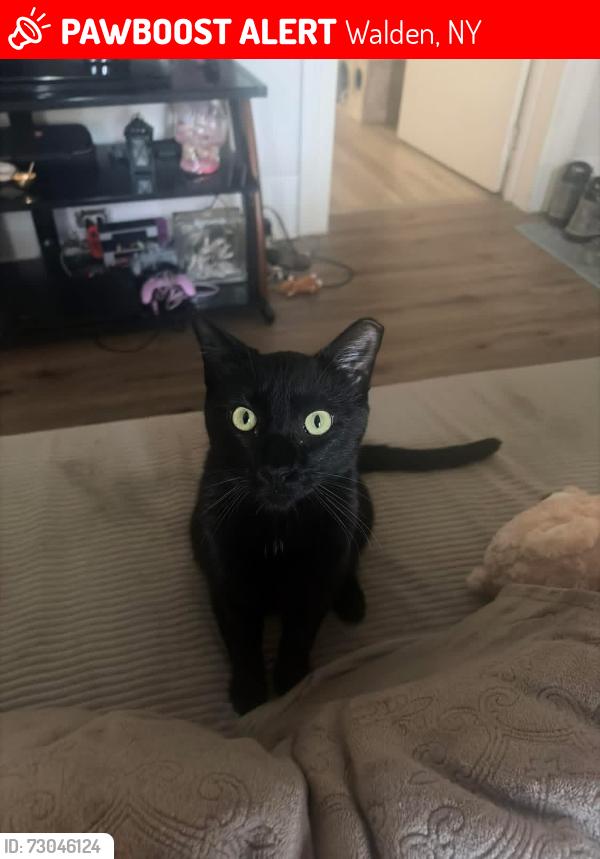 Lost Male Cat last seen James olley park, Walden, NY 12586