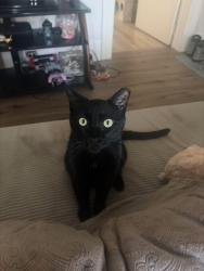 Lost Male Cat last seen James olley park, Walden, NY 12586