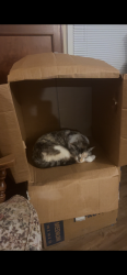 Lost Female Cat last seen In my drive way, Richwood, TX 77531