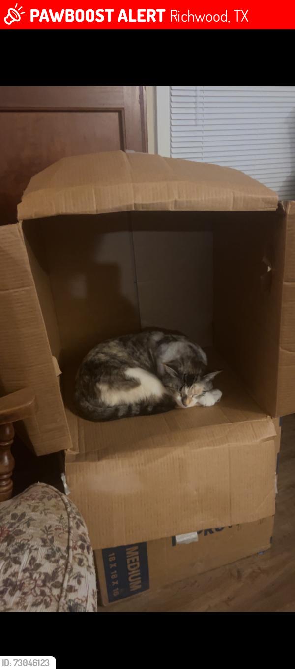 Lost Female Cat last seen In my drive way, Richwood, TX 77531