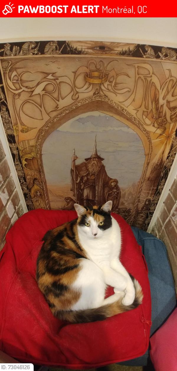 Lost Female Cat last seen Wilson and Côte-Saint-Antoine intersection, NDG, Montreal, Montréal, QC 