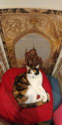 Lost Female Cat last seen Wilson and Côte-Saint-Antoine intersection, NDG, Montreal, Montréal, QC 