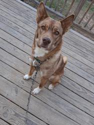 Reunited Female Dog last seen Longmeadow Dr , Rome, GA 30165