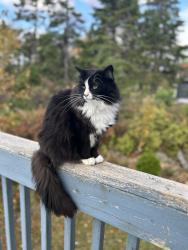 Lost Female Cat last seen Bayside NS, Halifax, NS B3Z