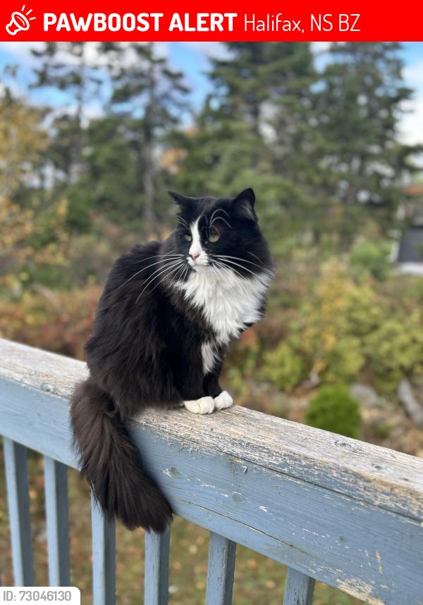 Lost Female Cat last seen Bayside NS, Halifax, NS B3Z