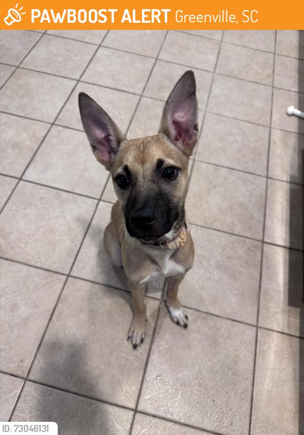 Found/Stray Male Dog last seen Converse St and Overbrook Rd, Greenville, SC 29607